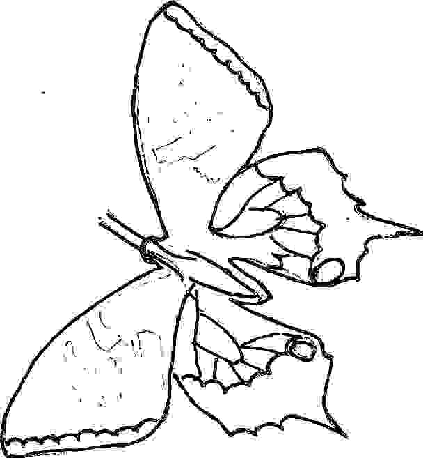 Butterfly coloring pages