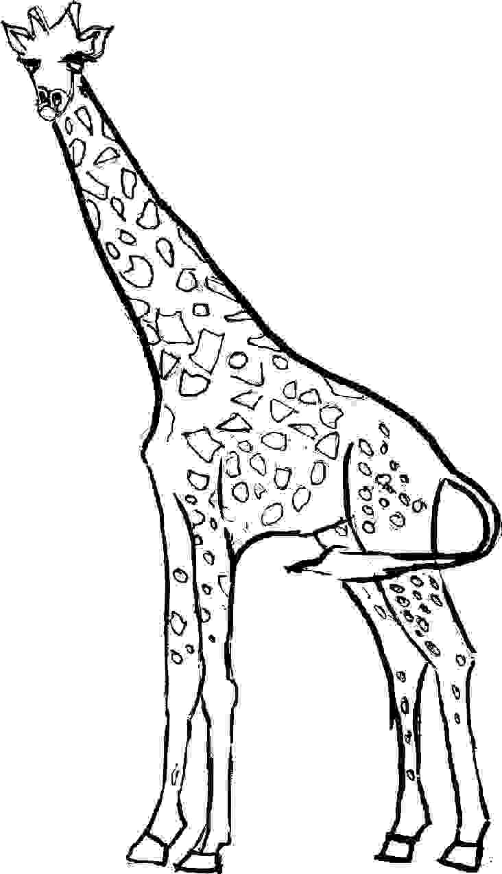 giraffe coloring page