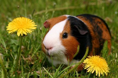  Coloring Pages on This Page Will Tell You About Guinea Pigs