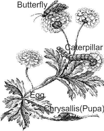 Butterfly Life Cycle Stage