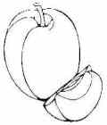 apple coloring page