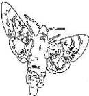 butterfly free coloring sheets