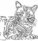 cat coloring sheet