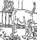 dog coloring page