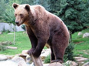 bear-cub