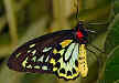 butterfly-caterpillar