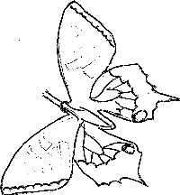 butterfly coloring page