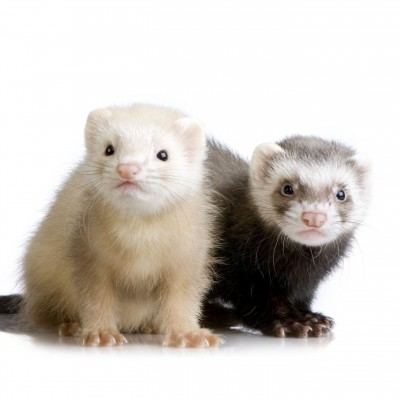 pet ferret