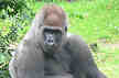 gorilla-infant