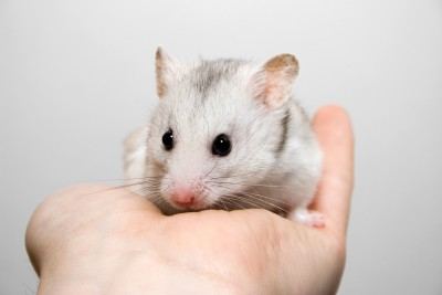 hamster on hand