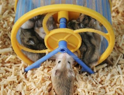 hamster in wheel