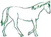 horse coloring page