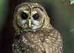 owl-owlet