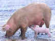 pig-piglet