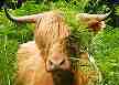 cattle-calf