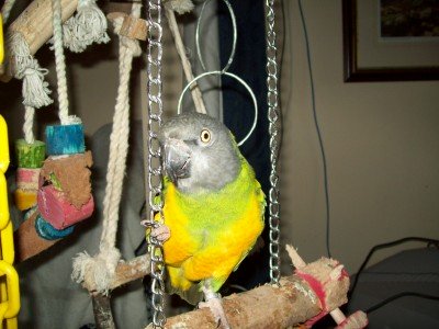 Jasper, my pet parrot