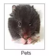 pets for kids